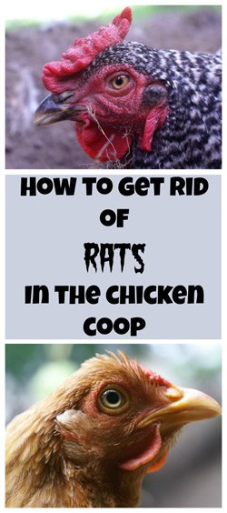 How to Get Rid of Rats in the Chicken Coop: The Definitive ...