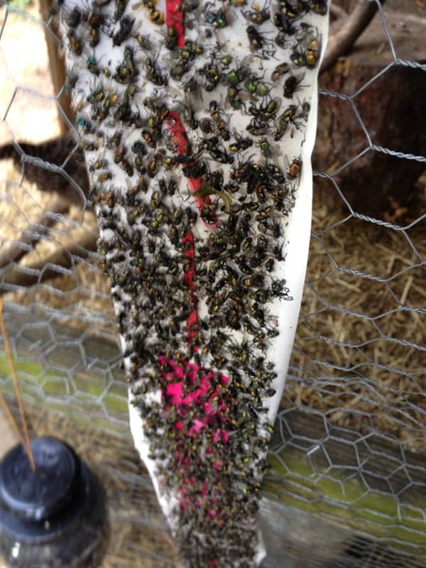 a large sticky trap full of flies. 