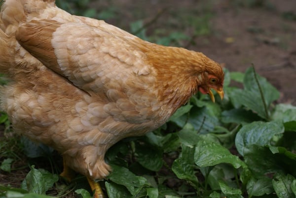 A chicken eating plantain.