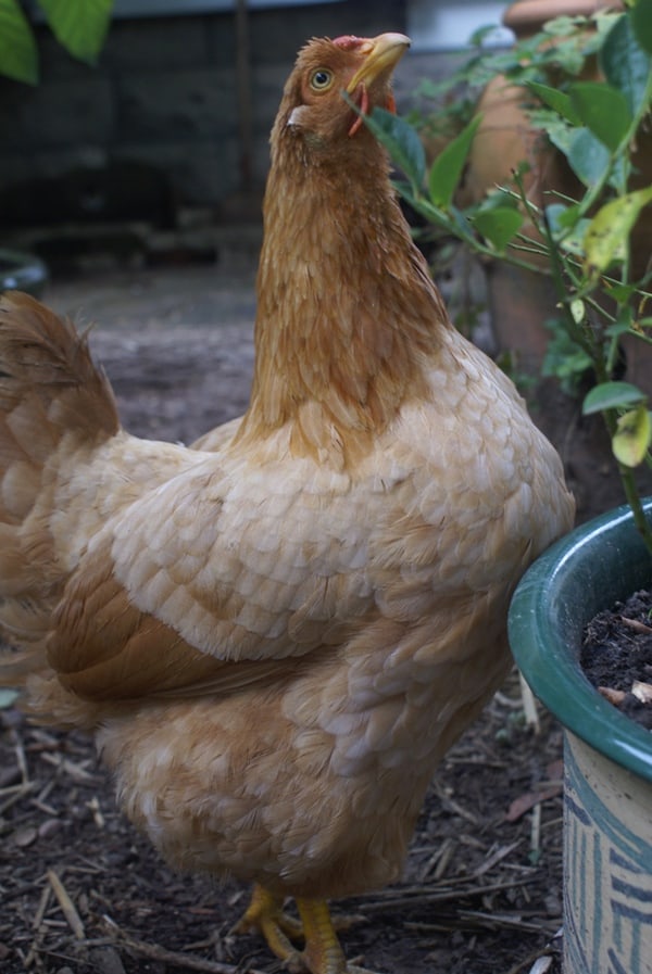 A chicken eating a potted plant. 