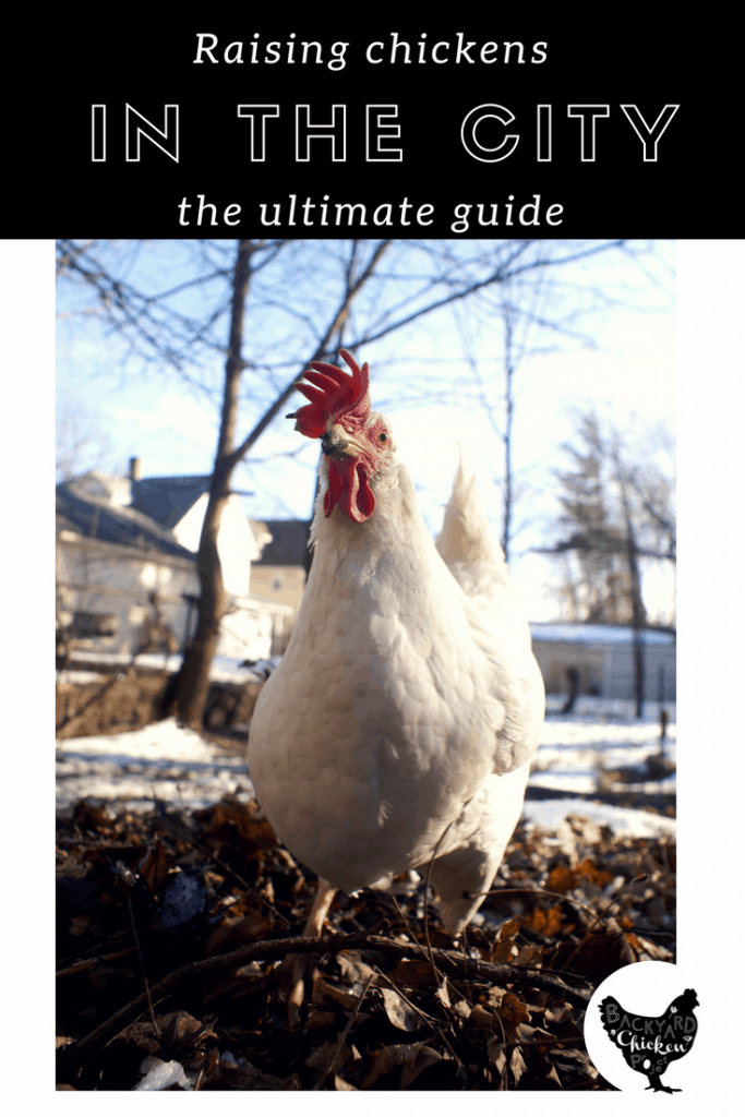 The Ultimate Guide to Raising Chickens in the City