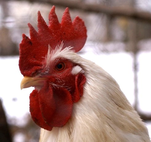 A white rooster. 