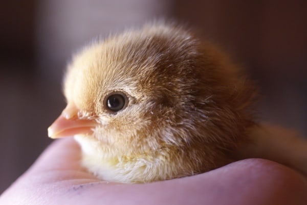 A yellow chick in someone's hand. 
