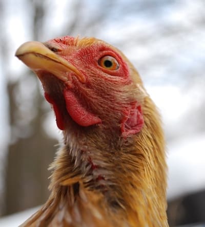Bantam chickens are by far the most adorable in the chicken world, but there are several other great reasons to add these mini chickens to your backyard flock!