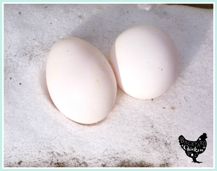 The Leghorn chicken is a champion egg layer, learn more about this amazing bird!