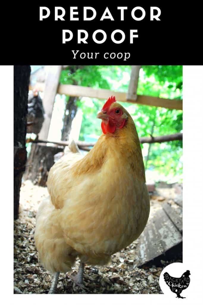 The Safe Chicken Coop Protecting your flock from predators