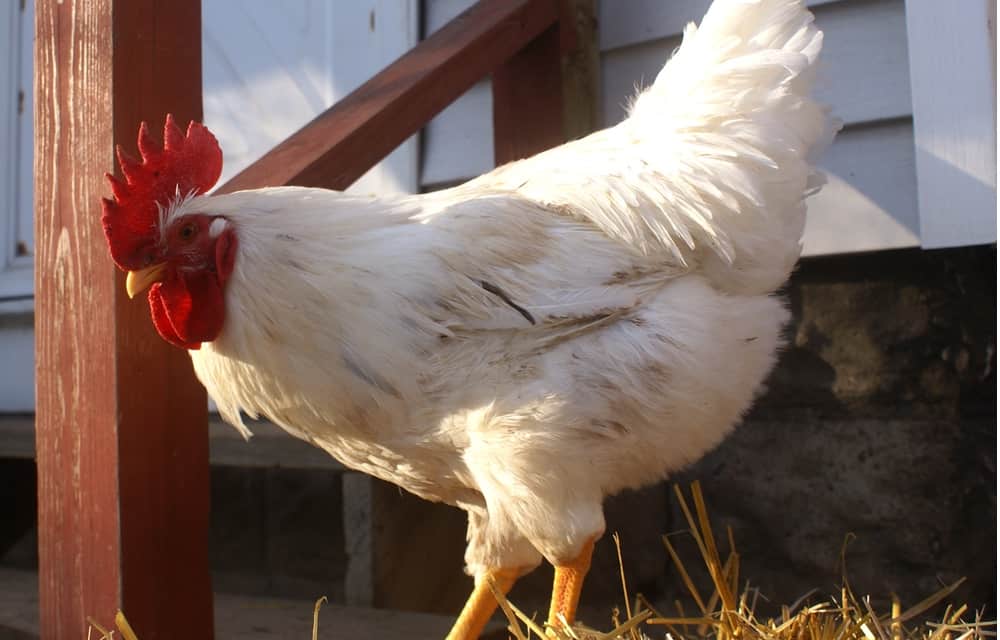 When good roosters go bad Dealing with a mean rooster