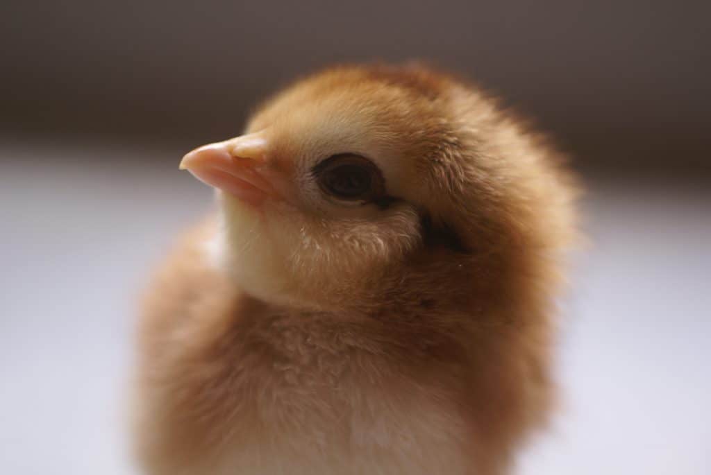 A baby chick. 
