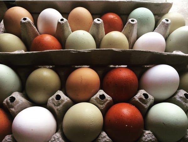 Colorful chicken eggs are laid by all different breeds. 