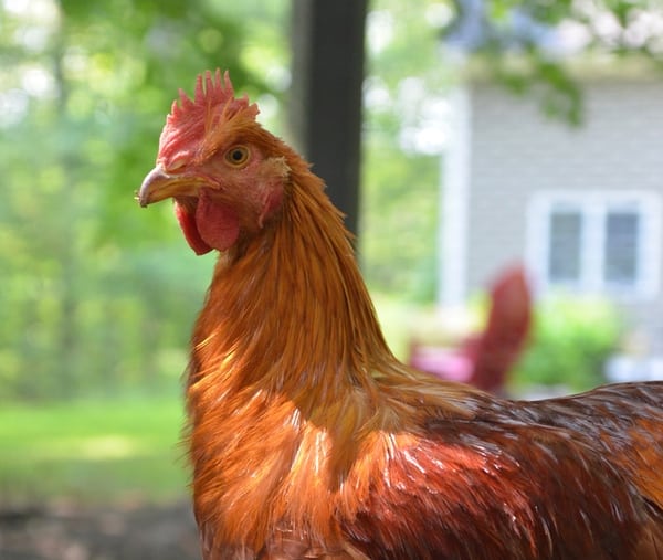 A new hampshire red chicken.