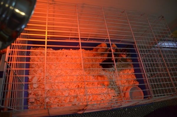 Chicks in a large rabbit cage. 