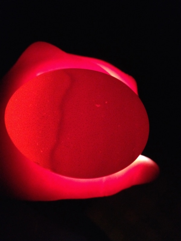 A blood ring inside a candled egg means that the embryo has died