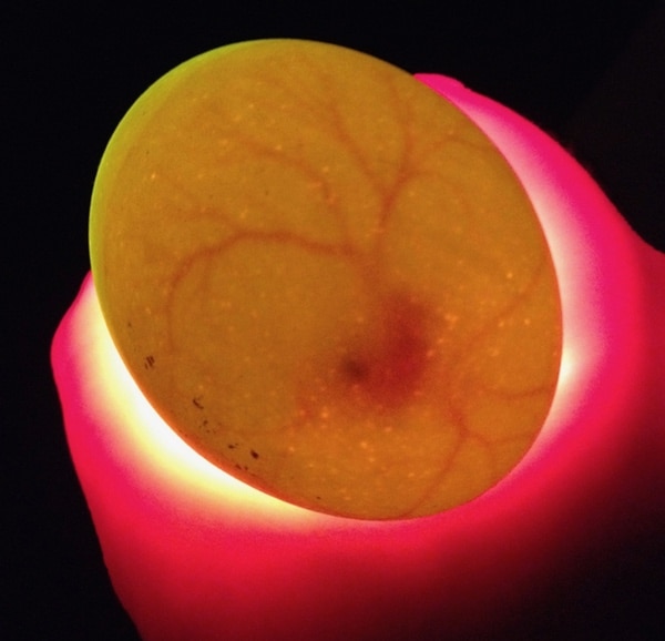A chicken embryo and veins inside the egg.